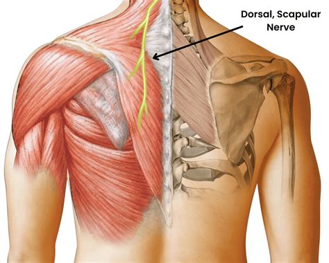 Scapular Nerve Compression Explained: Symptoms, Causes, and Natural ...