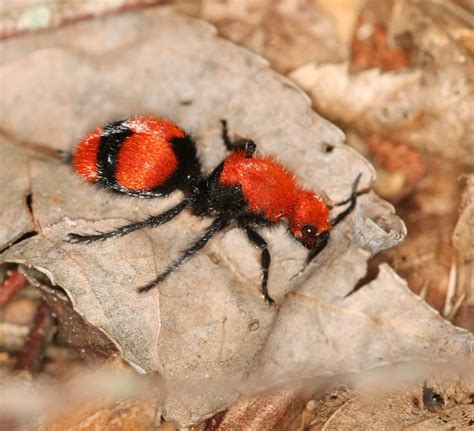 46 Black And Red Bugs in The United States (with Pictures)