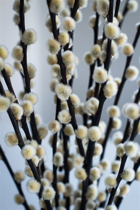 10 / 20 Tall Pussy Willow Stems, Natural Catkins, Dried Pussy Willow ...