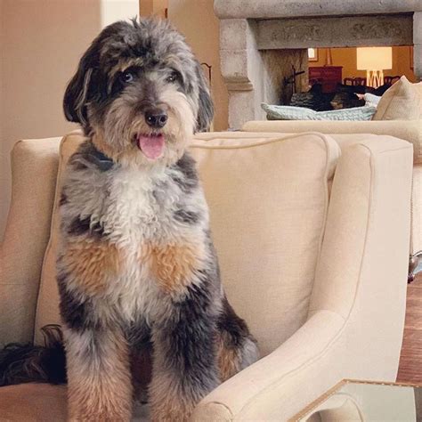 Aussiedoodle Full Grown