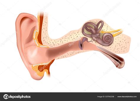 Anatomy of Human Ear. Outer ear, middle ear and inner ear. Medical vector illustration Stock ...