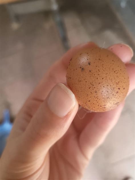 I think someone laid their first egg today! I've only dreamt of ...