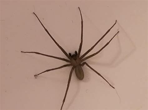 Are these brown recluses? Kansas : r/spiders