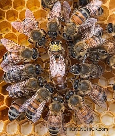 Queen Bees in Honeycomb Crowns