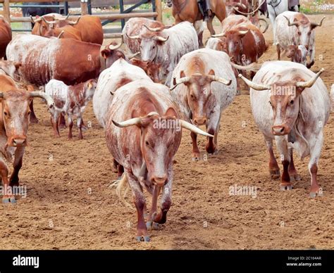 herd of red spanish cows with calves. Spain, Andalusia Stock Photo - Alamy