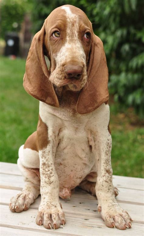 Bracco italiano dog breed information – Artofit