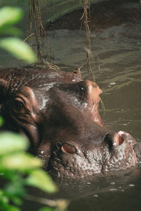 Big Tits Moms Photos, Download The BEST Free Big Tits Moms Stock Photos ...