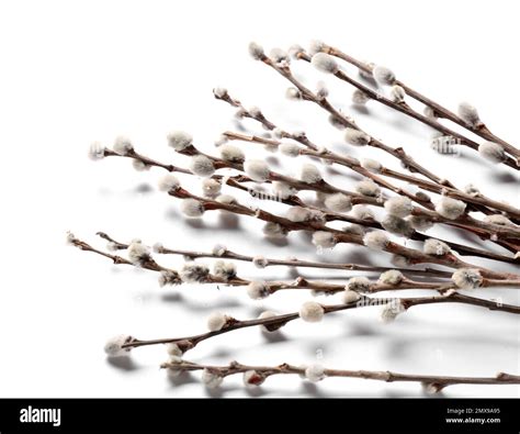 Pussy willow branches isolated on white background Stock Photo - Alamy