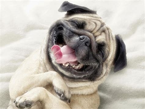 Funny Dog Faces | LoL Picture Collection