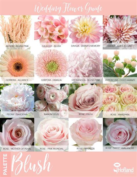 Wedding flower guide - blush pink Light Pink Bridal Bouquet, Blush ...