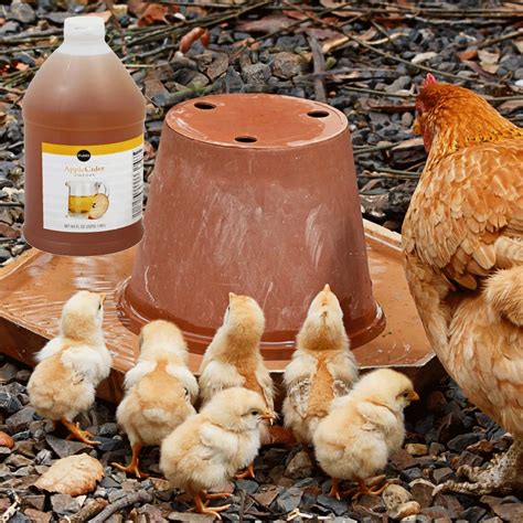 Apple Cider Vinegar Dilution For Chickens at Celia Morgan blog