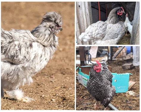 19 Gray Chicken Breeds… Just FIY