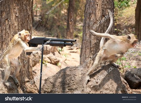 Can Monkeys Shoot Guns at Jeanette Upshaw blog