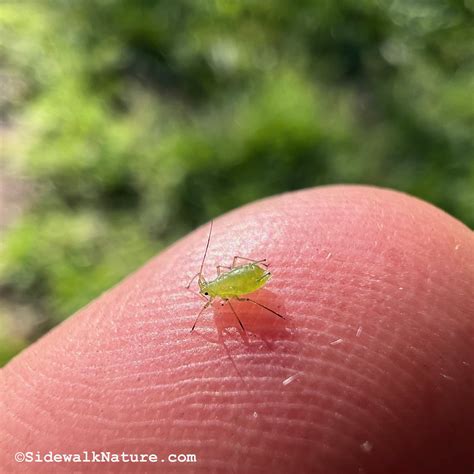 The Selective Squish: Aphids - Sidewalk Nature