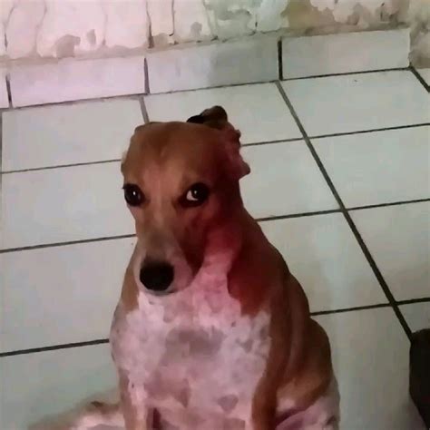 kdijiste🥸🤙 in 2025 | Funny spanish memes, Reaction pictures, Silly images