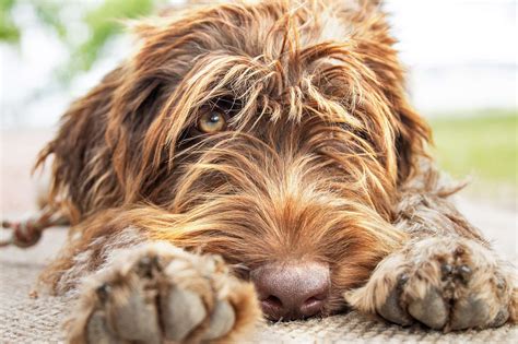 Wirehaired Pointing Griffon - Dog Breed Information & Characteristics ...