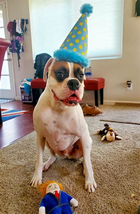 Dog Birthday Hat Toronto at Sandra Madrigal blog