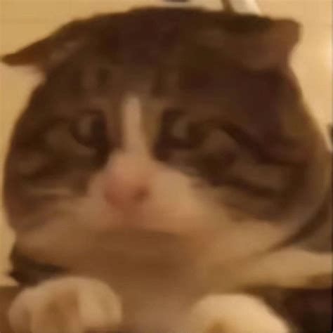 Discover 240 Cat reaction photos and cat memes ideas in 2025 | silly ...