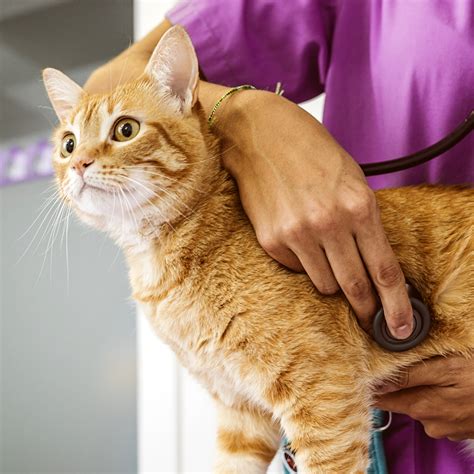 About Us | Holly Springs, NC | Hemlock Bluffs Animal Hospital – Learn ...