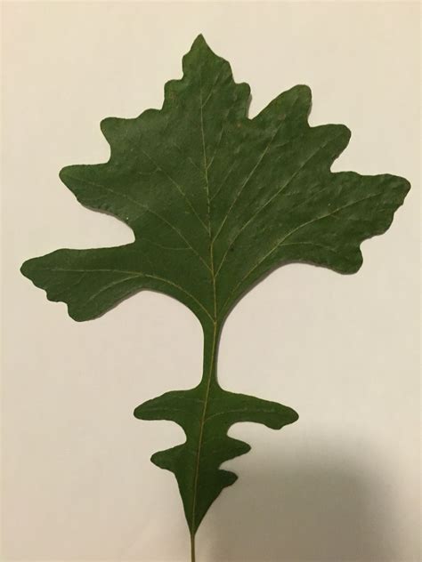 Bur Oak Leaf