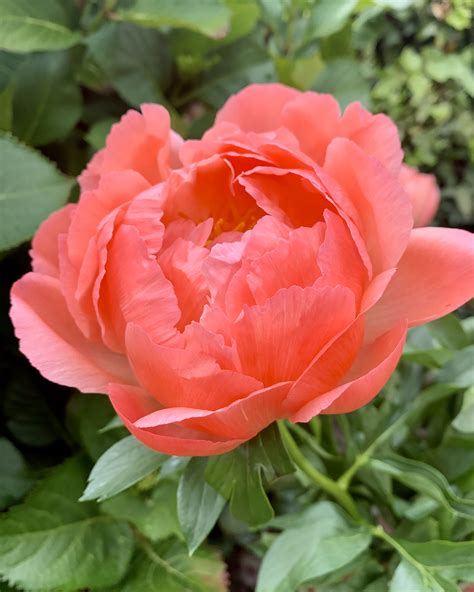 Peony 'Coral Charm' bare roots — Buy salmon peonies online at Farmer ...