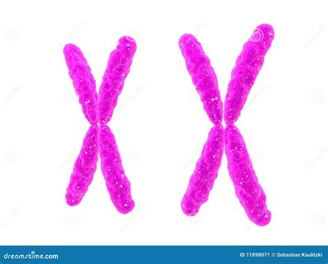 Xx - chromosome illustration stock. Illustration of microscope - 11898071