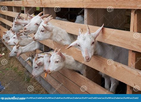 Little goats eat carrots stock photo. Image of goat - 150216538