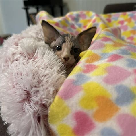 how long did your kitten take to adjust? : r/sphynx