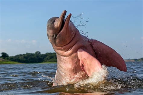 Why Are Amazon River Dolphins Pink? | Amazon River Dolphin, Botos, Pink ...