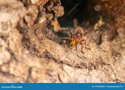 European Hornets Defend the Entry of Their Hornets Nest Against ...