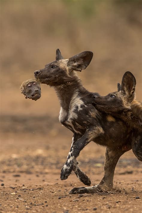 What Do Wild Puppies Eat at Kathaleen Velasquez blog