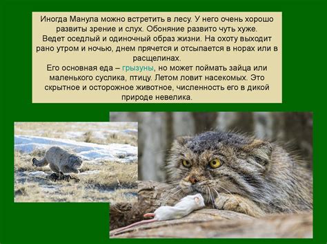 Животное из красной книги. Манул - презентация онлайн