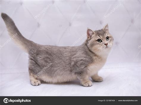Fluffy Munchkin Kittens