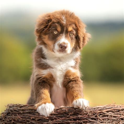 Moment Dog Mom Realizes Her New Foster Understands Spanish Is Pure Joy ...