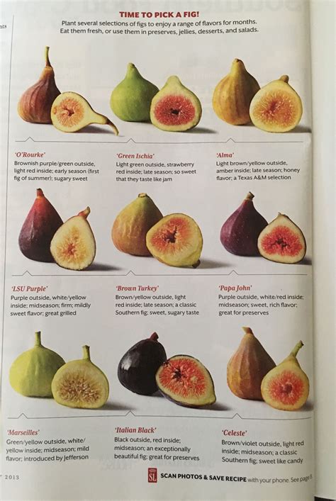 Types Of Figs Fruit