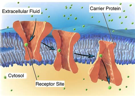Channel Vs Carrier Proteins