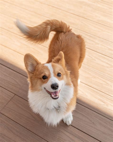 Corgi look better with Tail : r/dogpictures