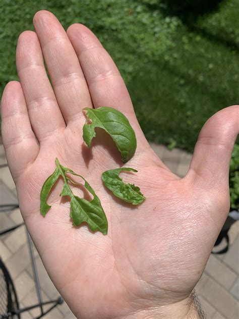 What's Eating My Sweet Basil Plants at Heather Kushner blog