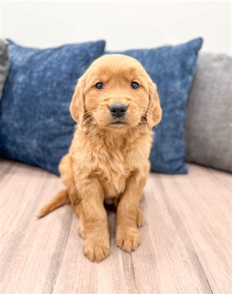 Charlie - Golden Retriever Puppy for Sale in wilmot, OH | Lancaster Puppies