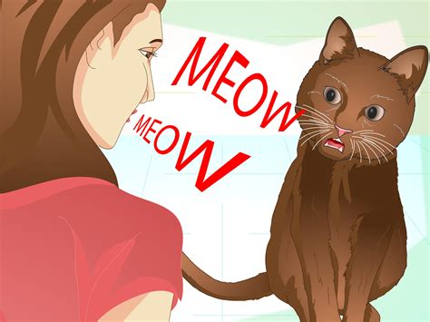Cat Training: How To Teach Your Cat To Talk - JAPPLH