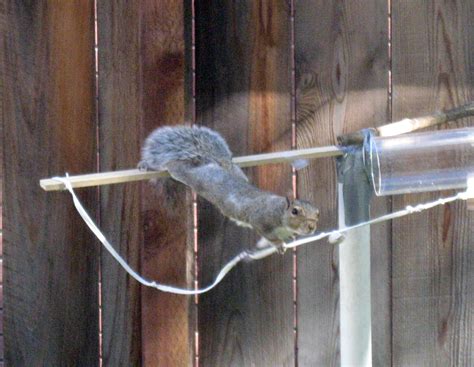 2007 Squirrel Obstacle Course