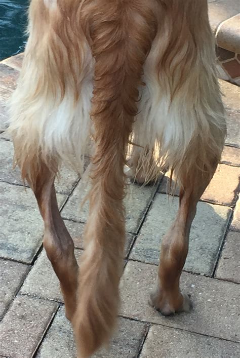 Do Puppies Have Bowed Legs