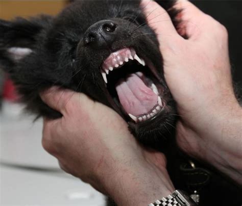 Understanding Puppy Teeth Stages - PetHelpful