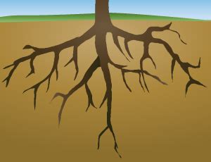 Roots Clipart