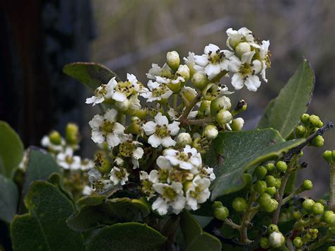 Heteromeles arbutifolia – PlantRight