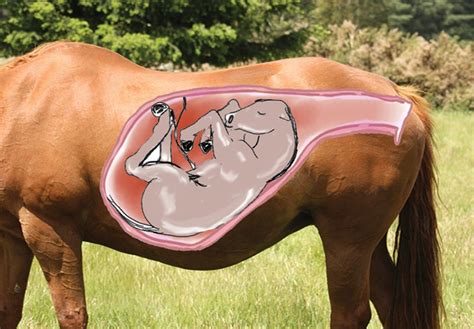 Caring for a Pregnant Mare: Essential Tips for a Healthy Pregnancy ...