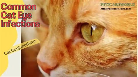 Cat Eye Infections: What You Need to Know