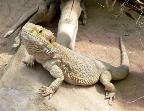 Gecko vs Lizard: Key Differences Between These Unique Reptiles ...