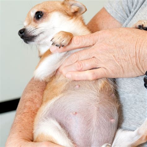 Dog Pregnancy Chihuahua