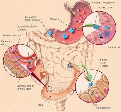 Vitamin B12 deficiency, causes, signs, symptoms, diagnosis, treatment & prognosis
